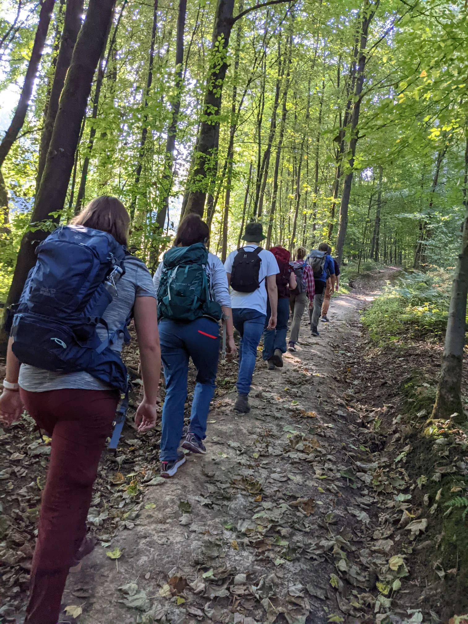 Die goldenen 20 wandern durch einen Wald | © DAV Münster