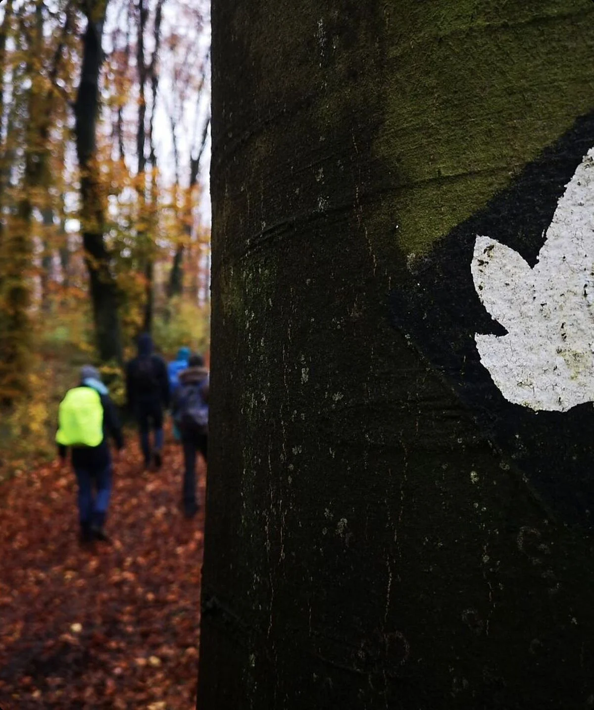 Auf der einen Seite sind Wanderer zu sehen und auf der anderen Seite das Logo für den Wanderweg auf einem Baum | © DAV Münster