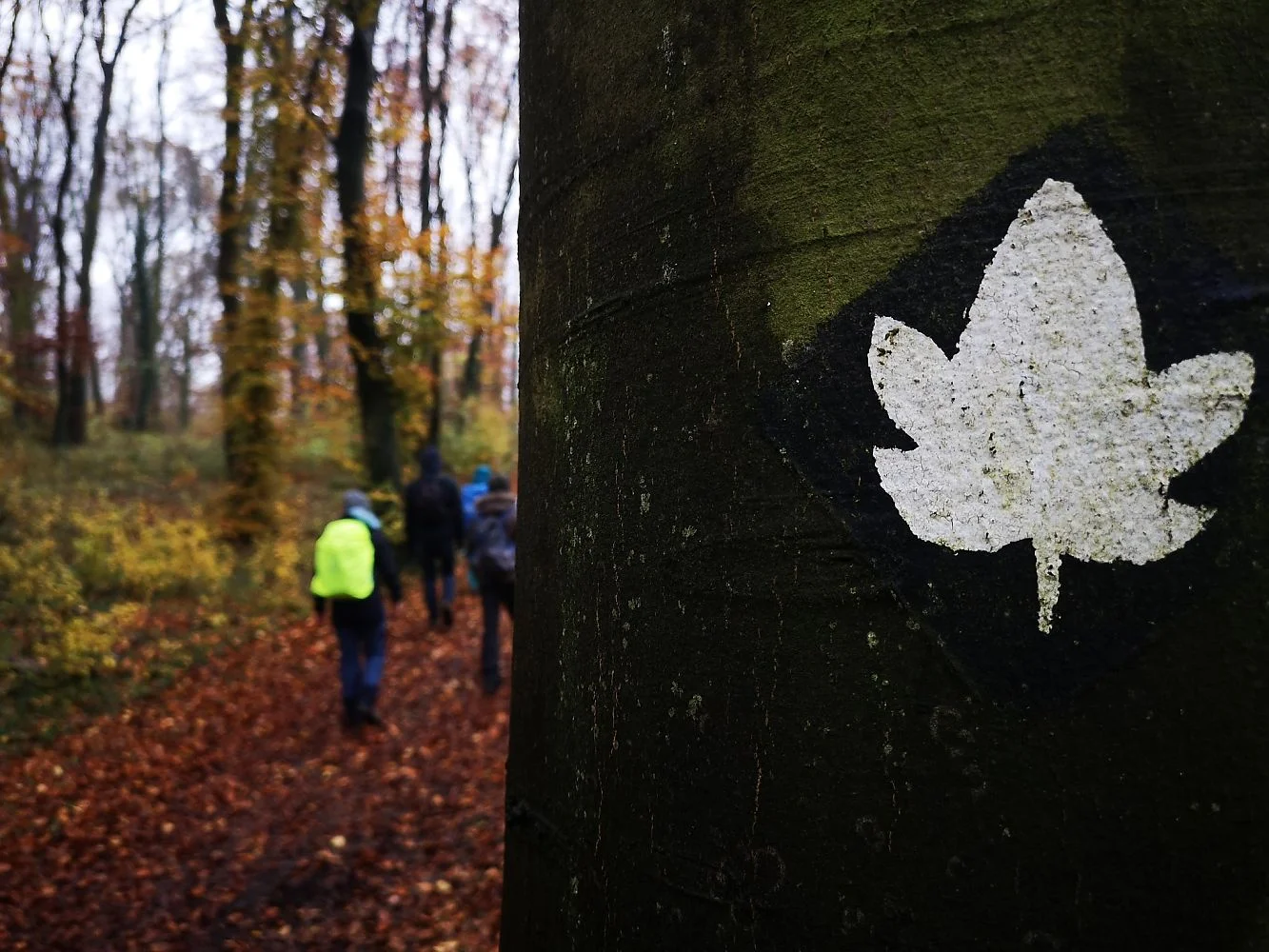 Auf der einen Seite sind Wanderer zu sehen und auf der anderen Seite das Logo für den Wanderweg auf einem Baum | © DAV Münster
