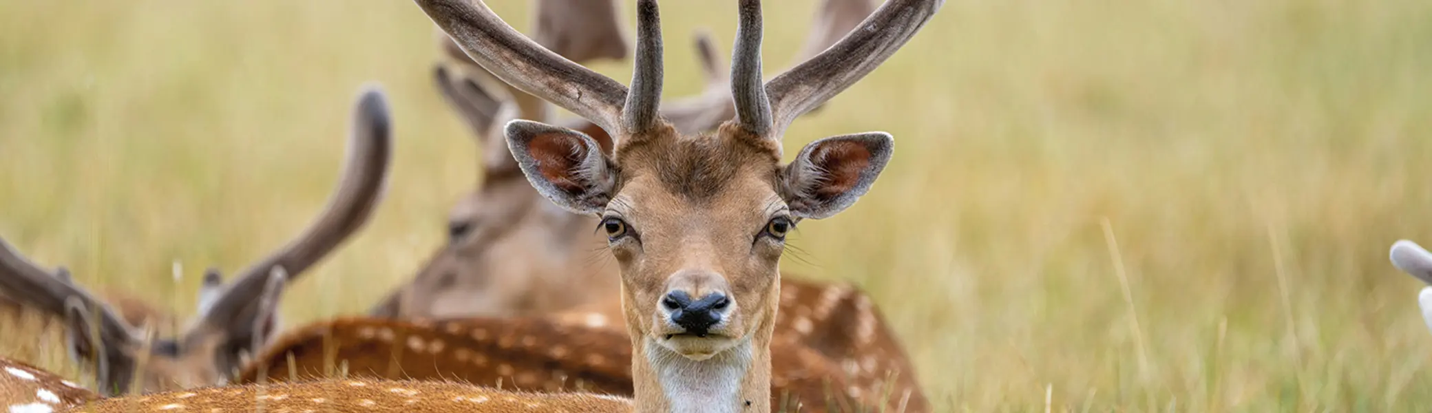 Damhirsche | © ronan-hello-7-7yChVFnoQ-unsplash