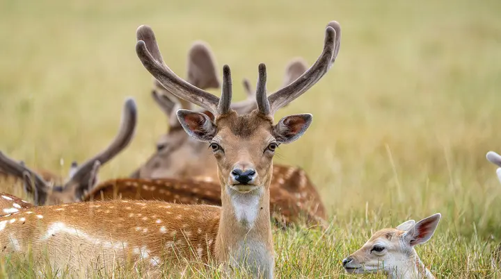 Damhirsche | © ronan-hello-7-7yChVFnoQ-unsplash